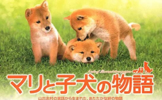 电影《爱犬的奇迹》高清HD1080p完整版在线免费观看
