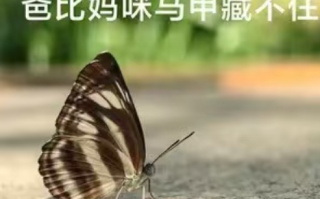 短剧《闪婚后，爸比妈咪马甲藏不住（67集全）》免费观看