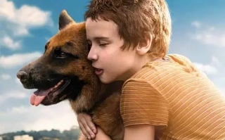 忠犬帕尔玛 (2021)高清蓝光4k免费在线观看