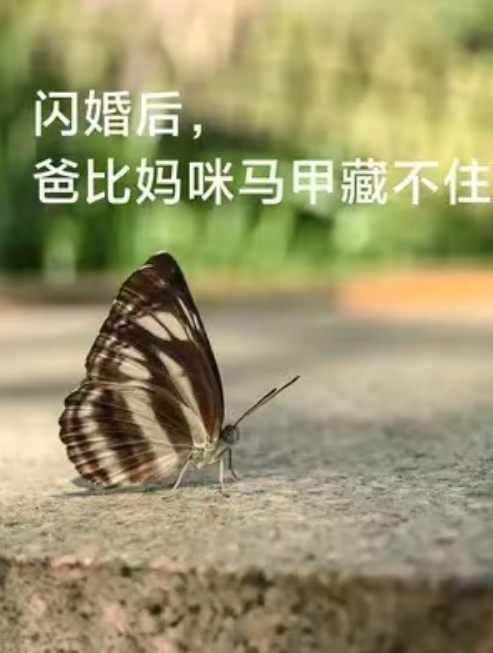 短剧《闪婚后，爸比妈咪马甲藏不住（67集全）》免费观看-第1张图片-力界网